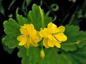  Drmirabdollah.ir گیاه "مامیران کبیر"CHELIDONIUM/موثر در درمان بیماری های کبدی که منجر به یرقان(زردی)میشود.